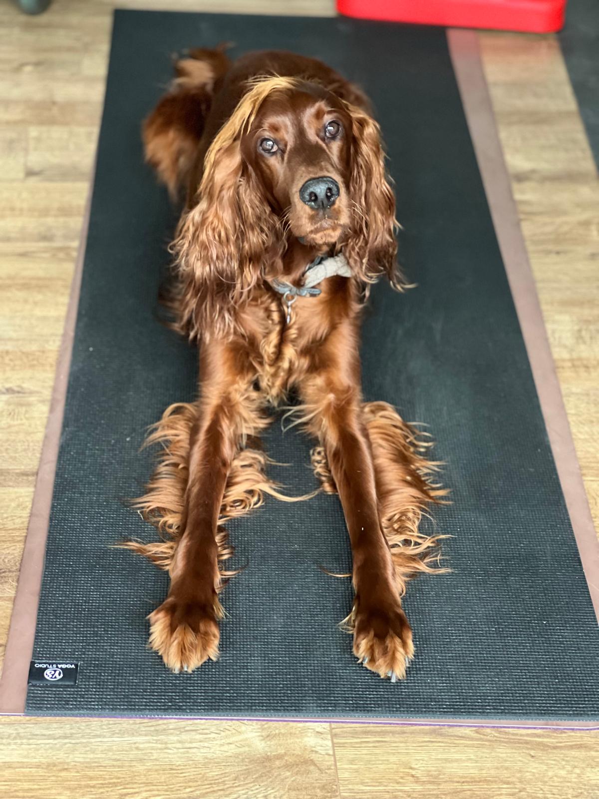 Contact – Monty’s Mutts – Home Dog Boarding