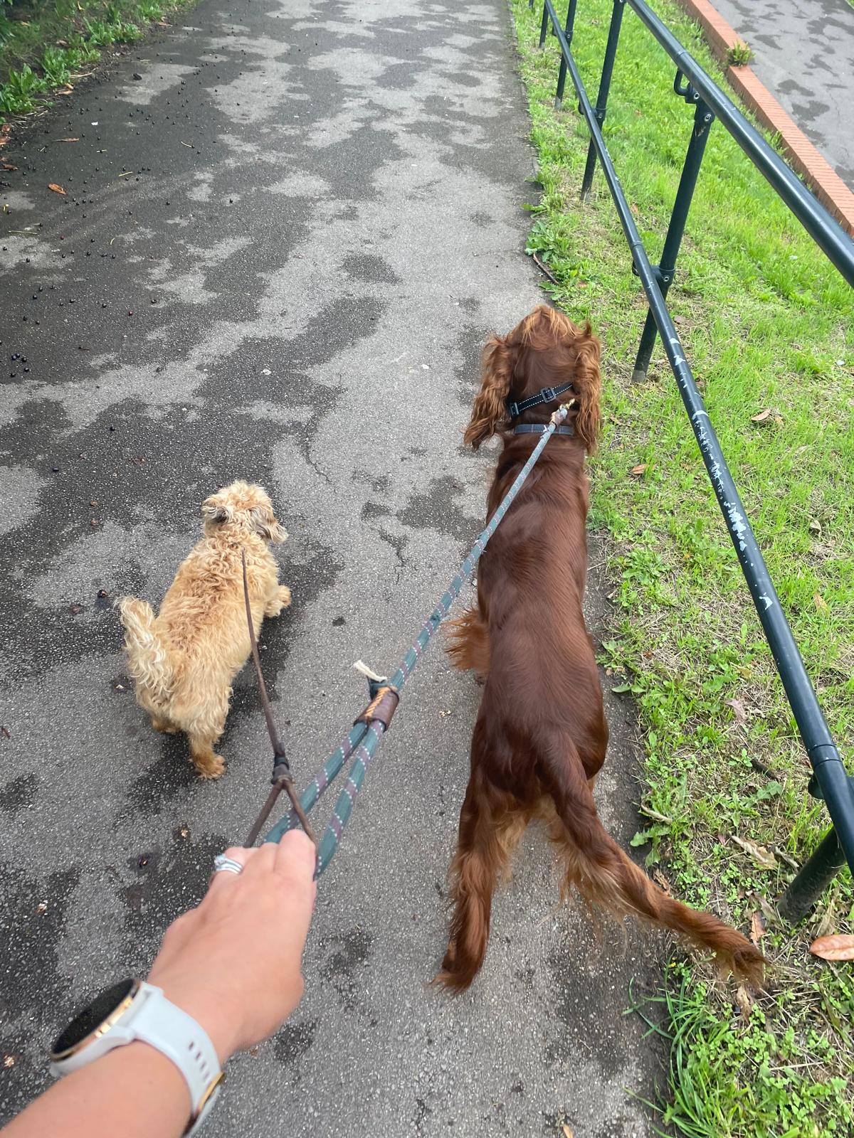 Monty’s Mutts – Home Dog Boarding