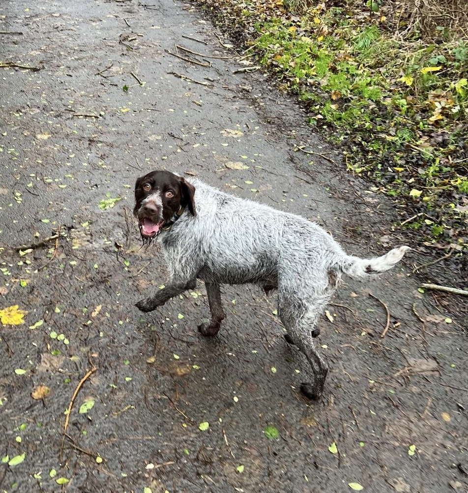 Rufus – Monty’s Mutts – Home Dog Boarding